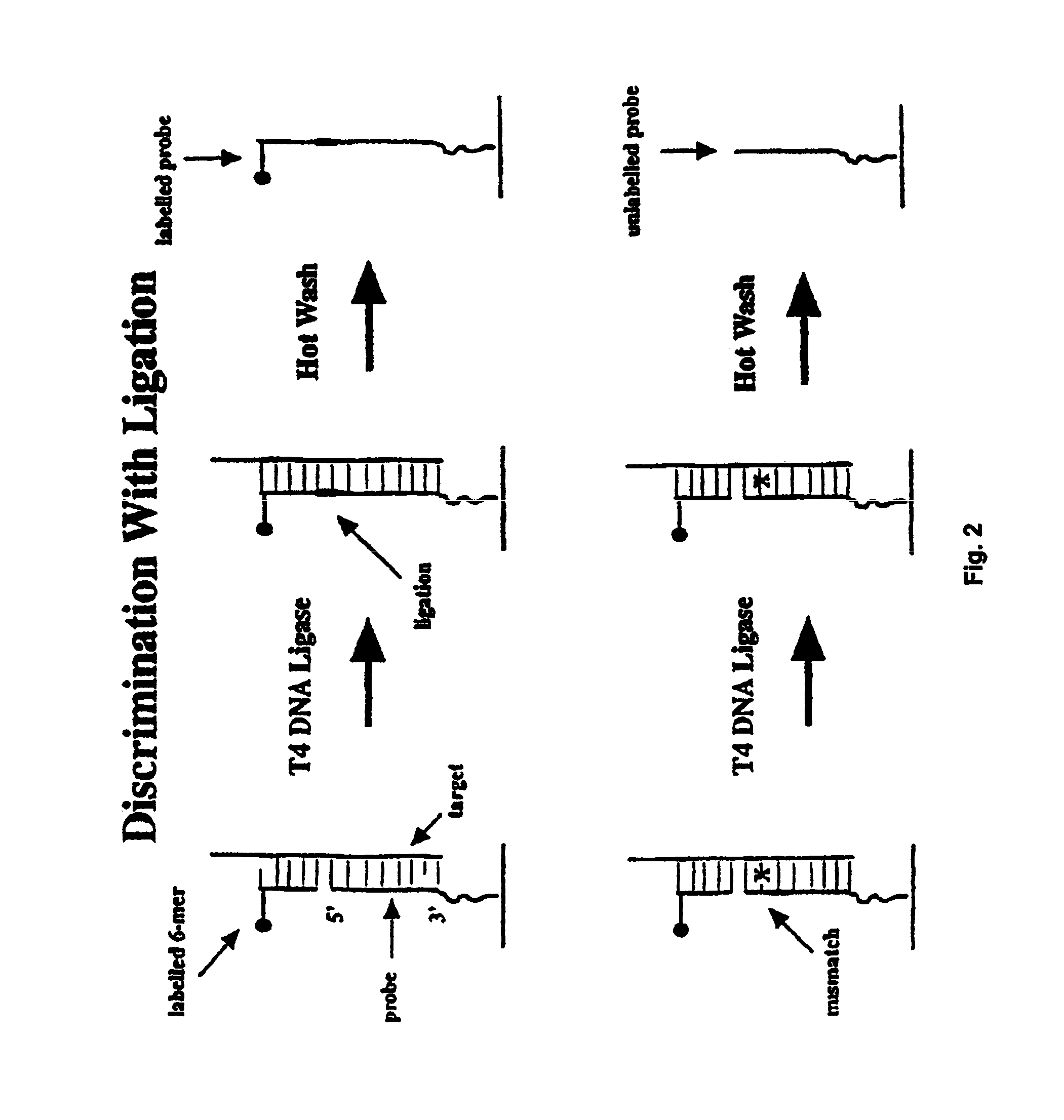 Methods of enzymatic discrimination enhancement and surface-bound double-stranded DNA