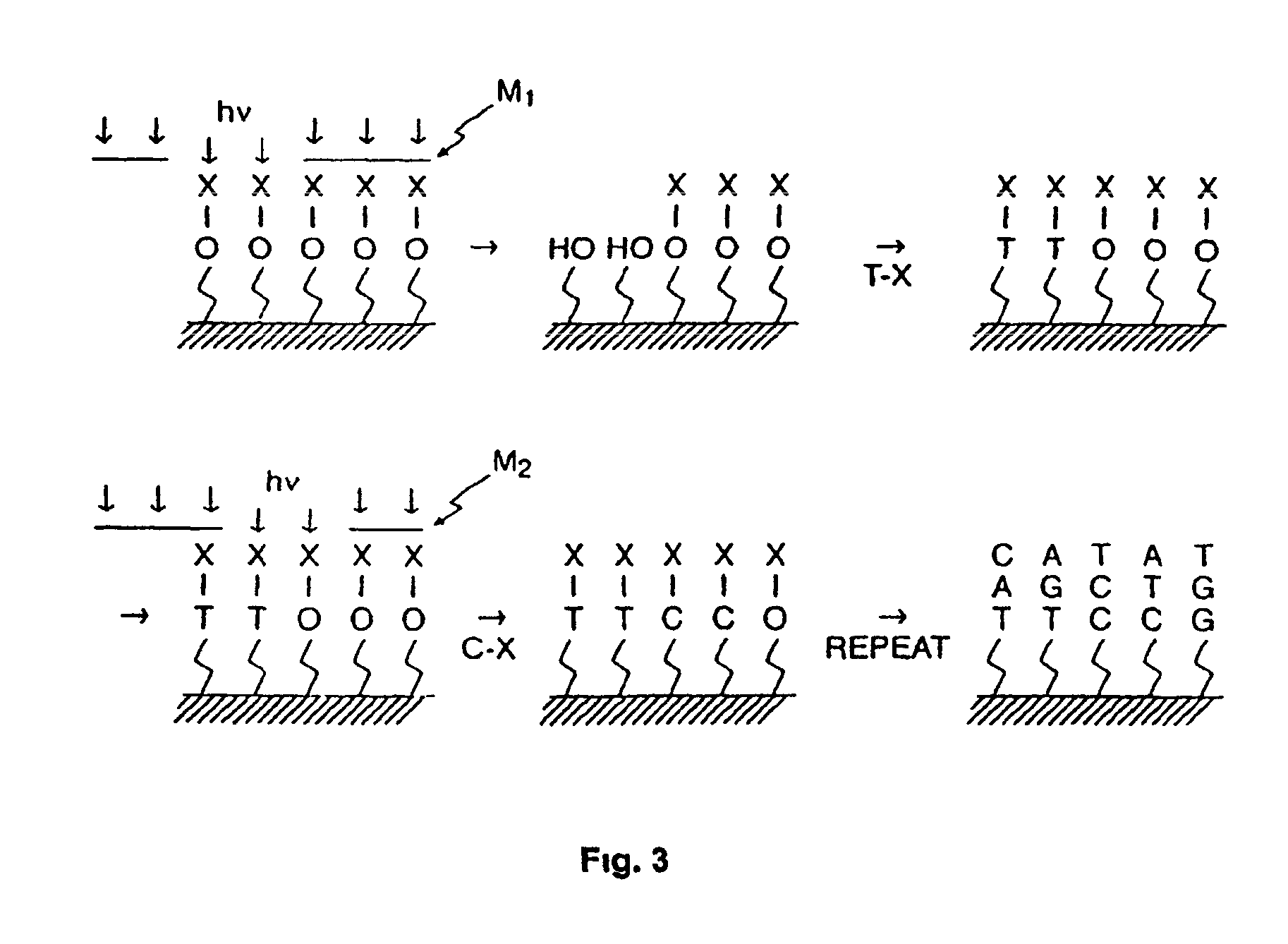 Methods of enzymatic discrimination enhancement and surface-bound double-stranded DNA