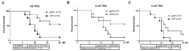 Recombinant gland-related virus AAV-gas6 and application