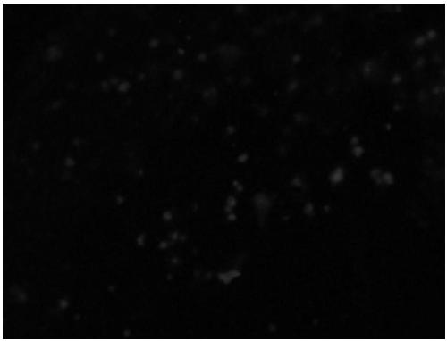 Method for improving electric transformation efficiency of genus cupriavidus bacteria with high GC content