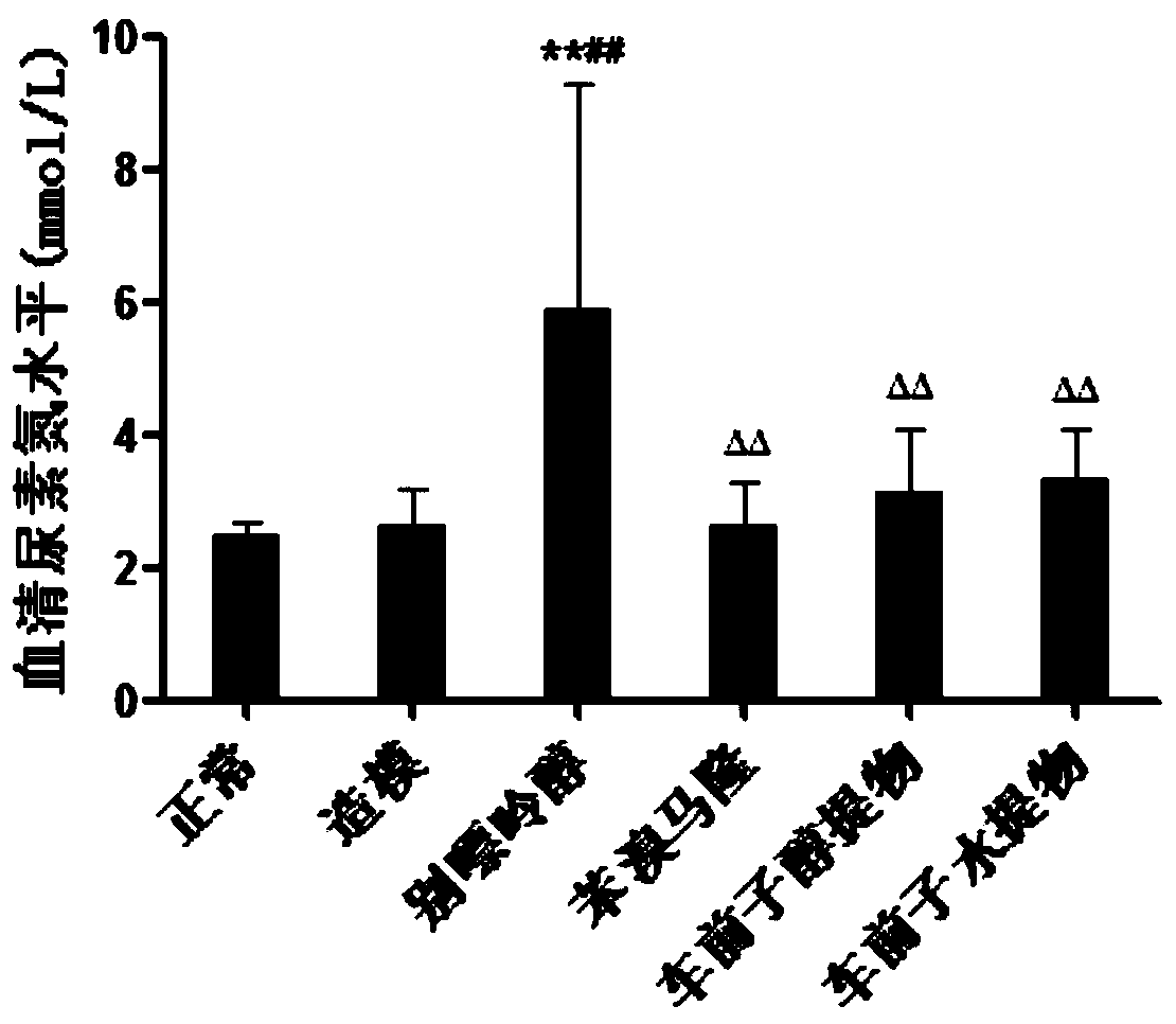 Preparation method of semen plantaginis extract and application of semen plantaginis extract to preparing drugs/healthcare products for treating/preventing high uric acid-related diseases