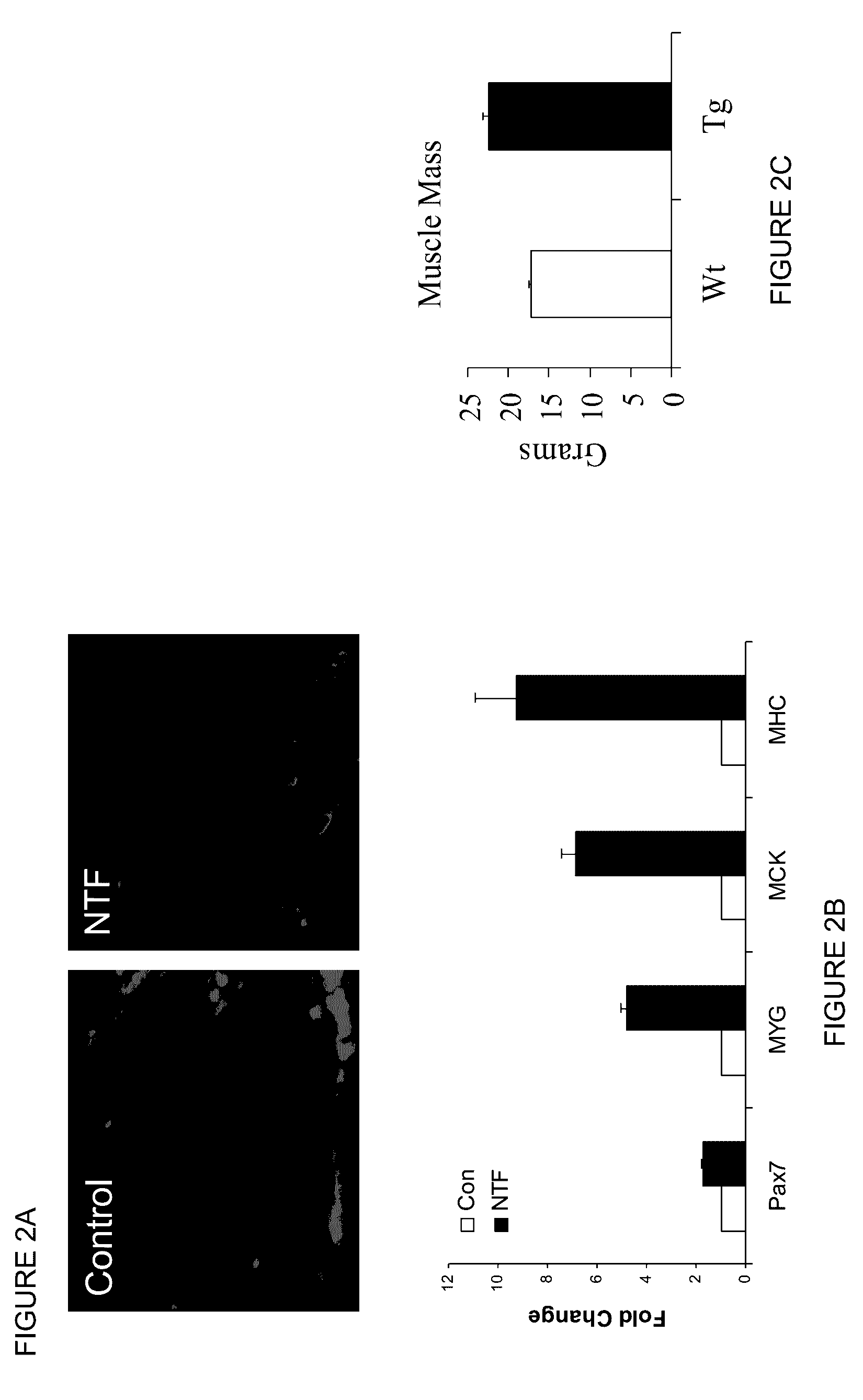 Modulation of muscle and adipocyte distribution and fate