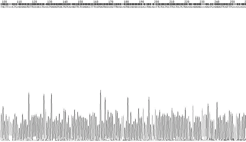 PCR-RFLP method for rapidly identifying radix tetrastigme and various counterfeits and adulterants of radix tetrastigme