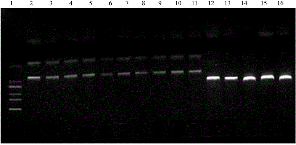 PCR-RFLP method for rapidly identifying radix tetrastigme and various counterfeits and adulterants of radix tetrastigme