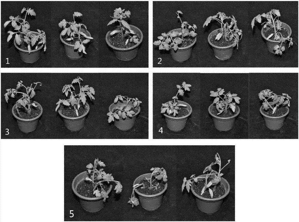 Trichoderma*brassinolide wettable powder as well as preparation method and application thereof