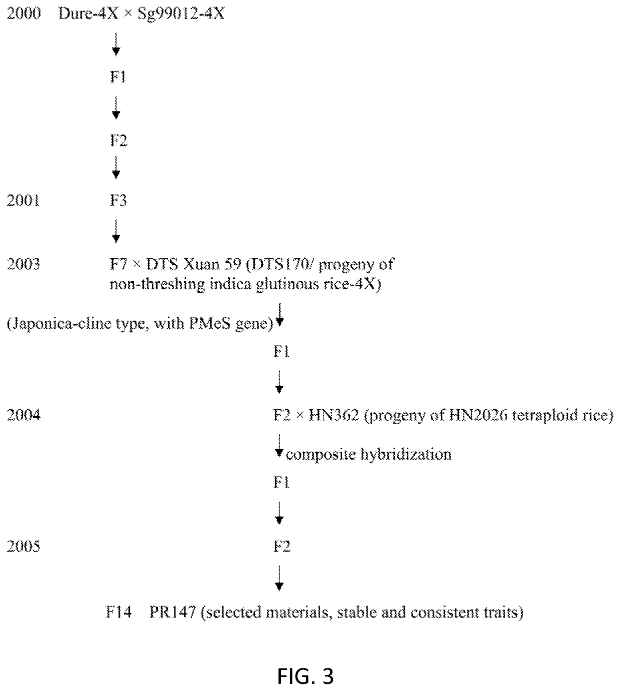 Polyploid rice two-line restorer line and breeding method thereof