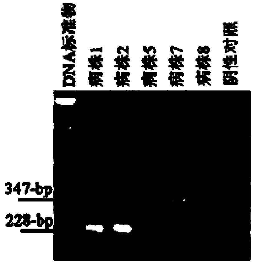 Sequences of primer for identifying fusarium solani and/or fusarium oxysporum, kit and method thereof