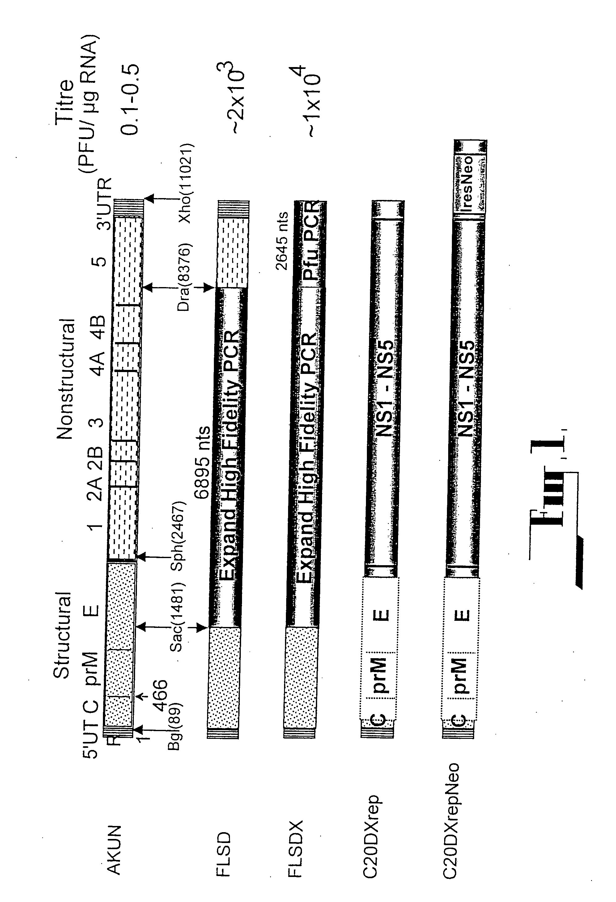 Flavivirus expression and delivery system