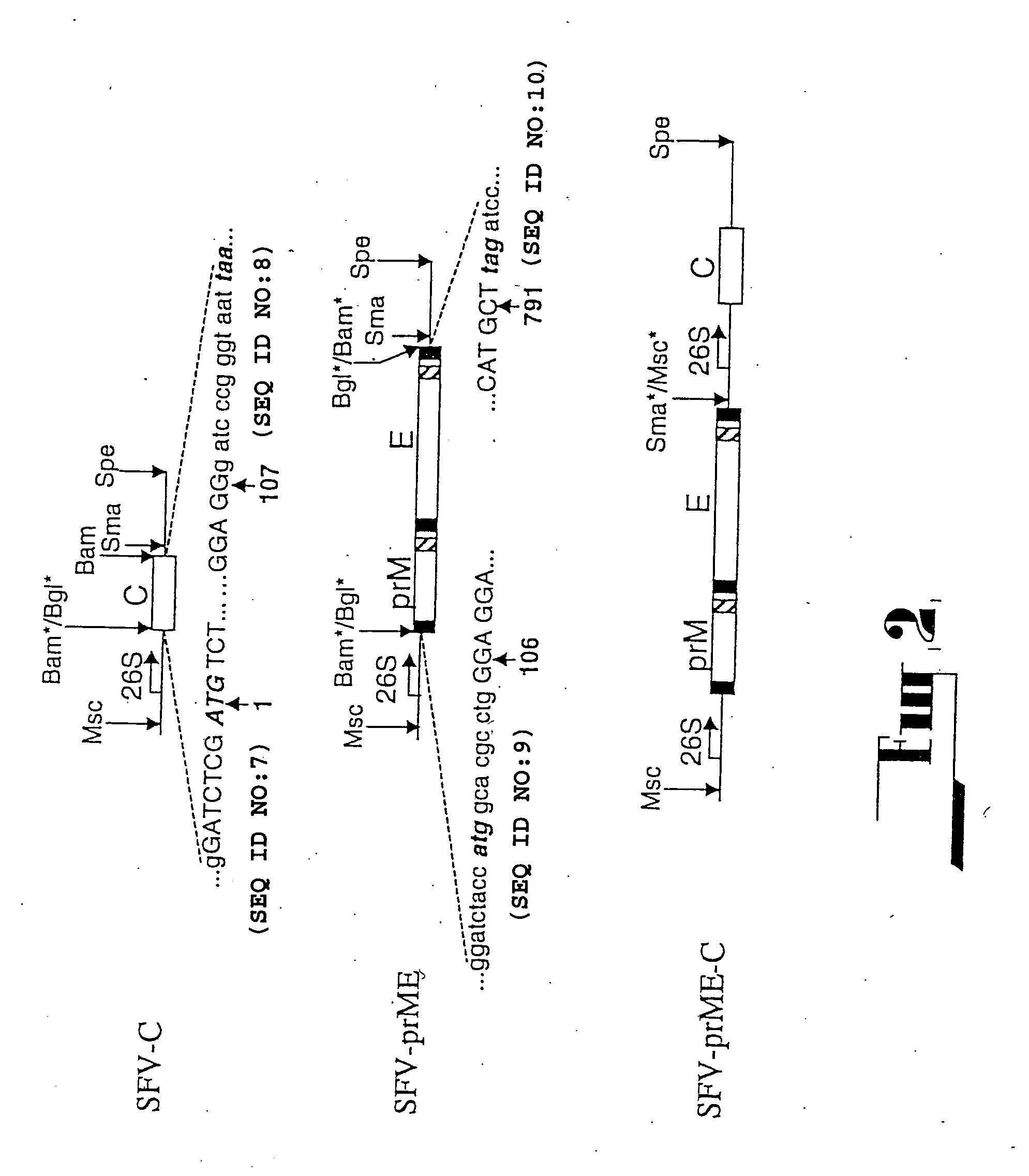 Flavivirus expression and delivery system