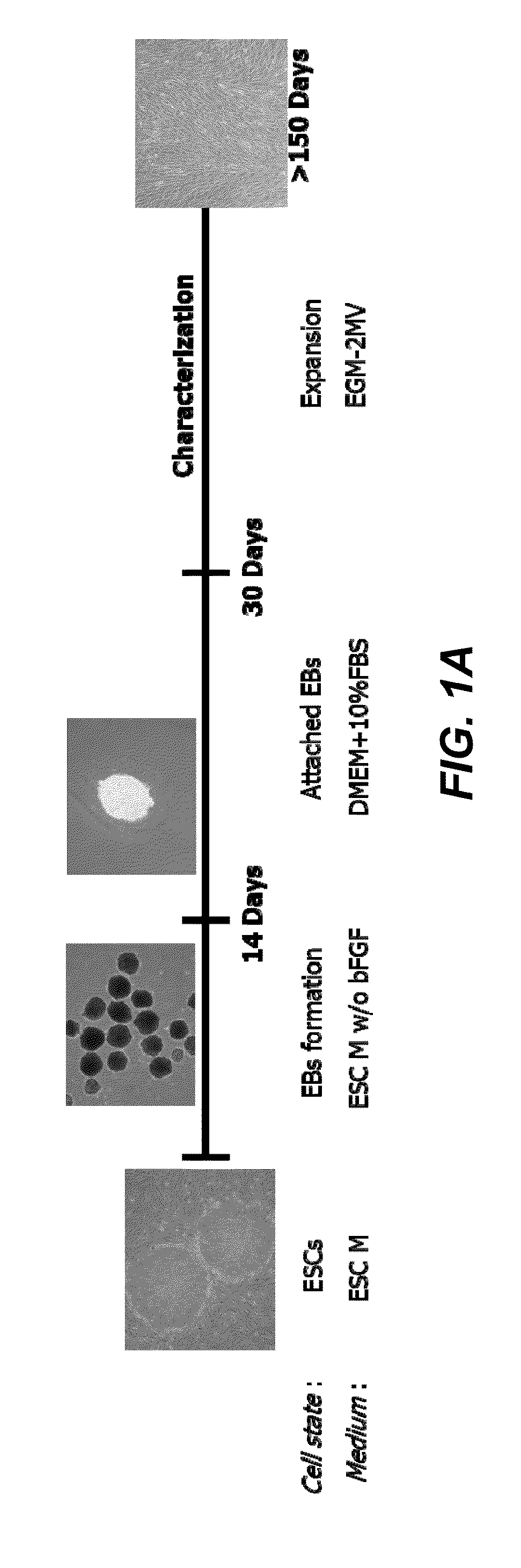 Mesenchymal stem cells produced from human pluripotent stem cells