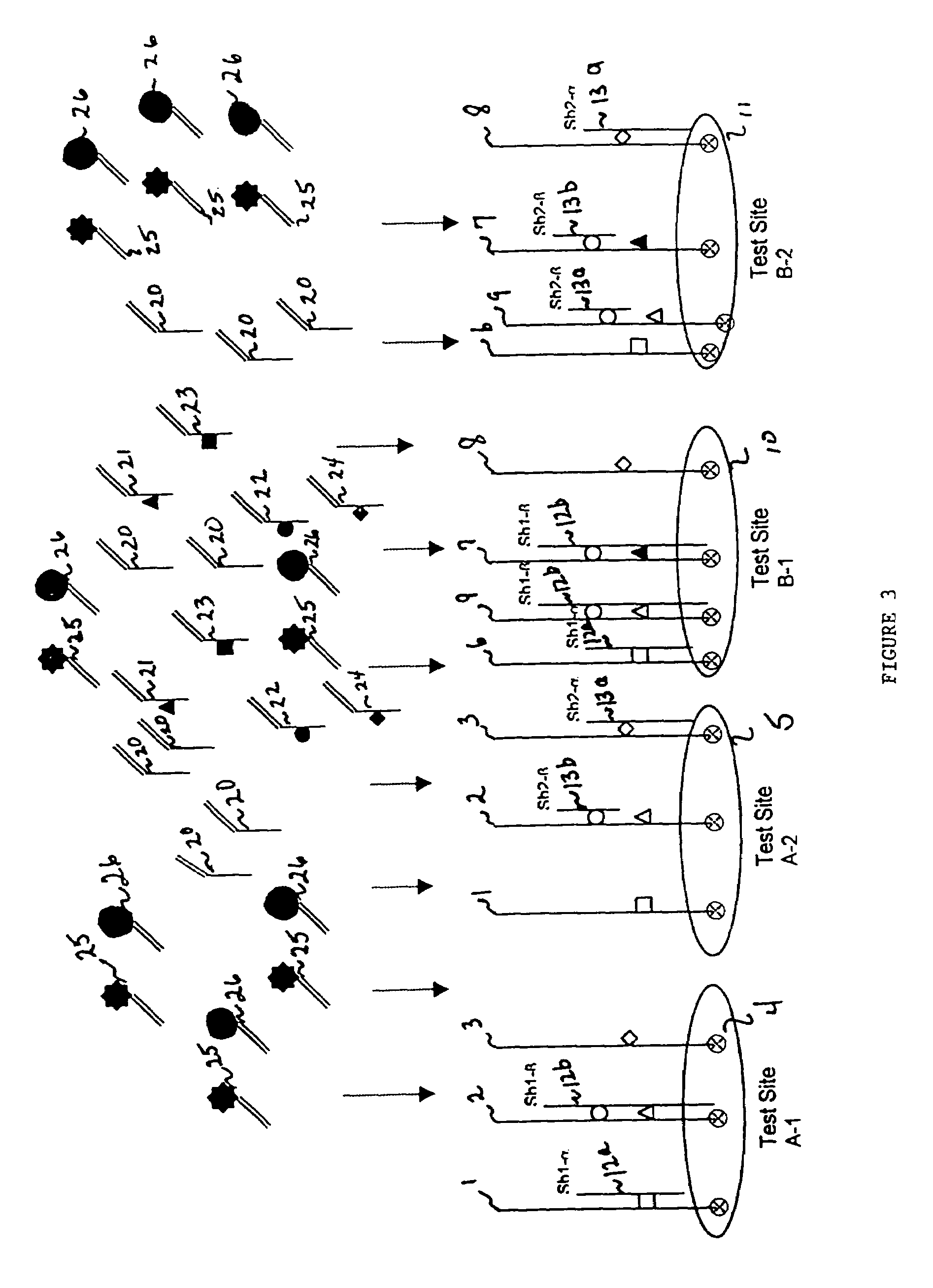 Methods and apparatus for screening and detecting multiple genetic mutations