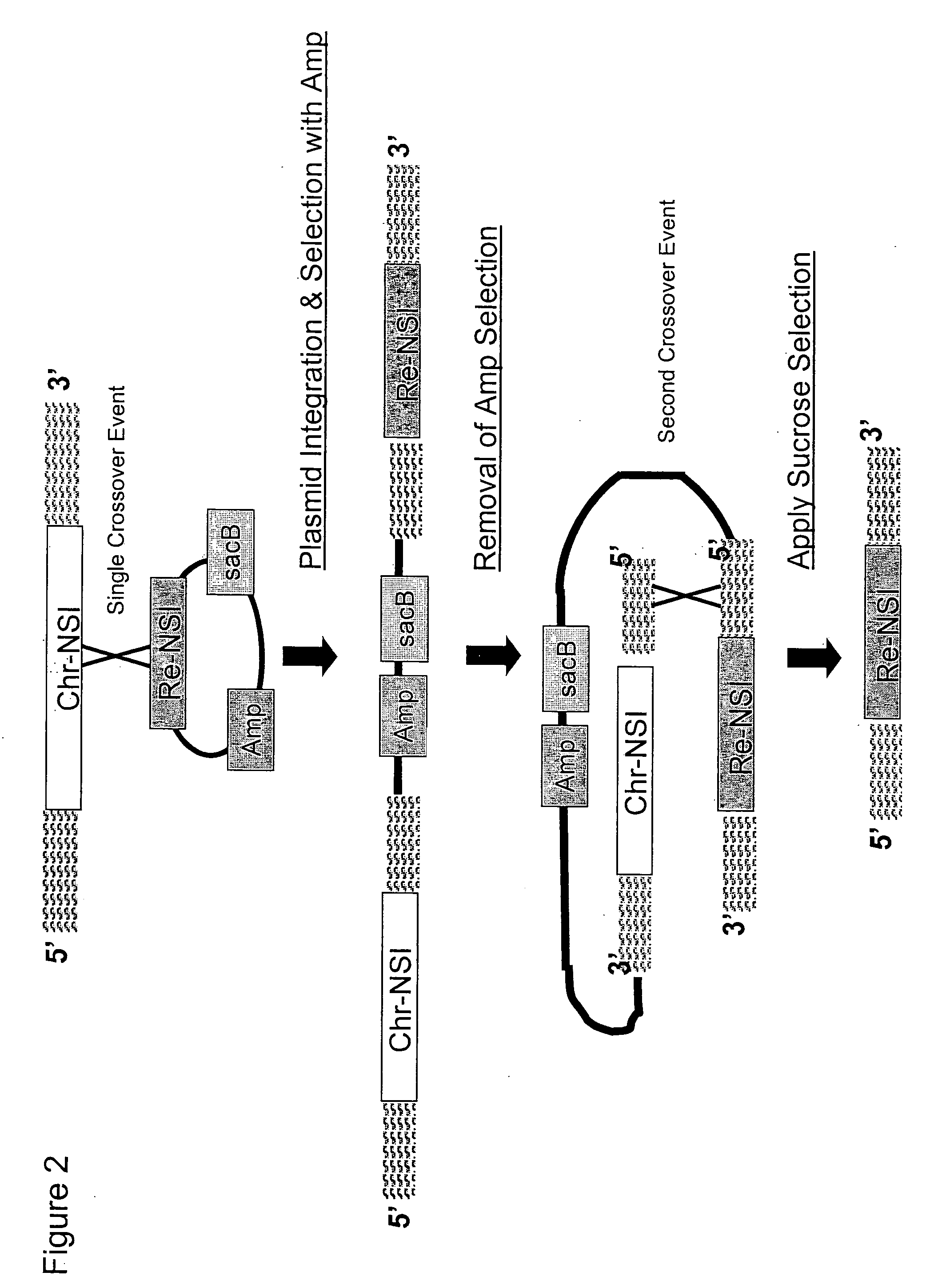 Method for the positive selection of chromosomal mutations in C1 metabolizing bacteria via homologous recombination