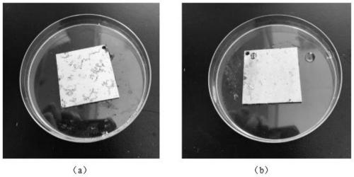 Long-acting antibacterial mildew inhibitor, preparation method thereof, and application of long-acting antibacterial mildew inhibitor in space station environment