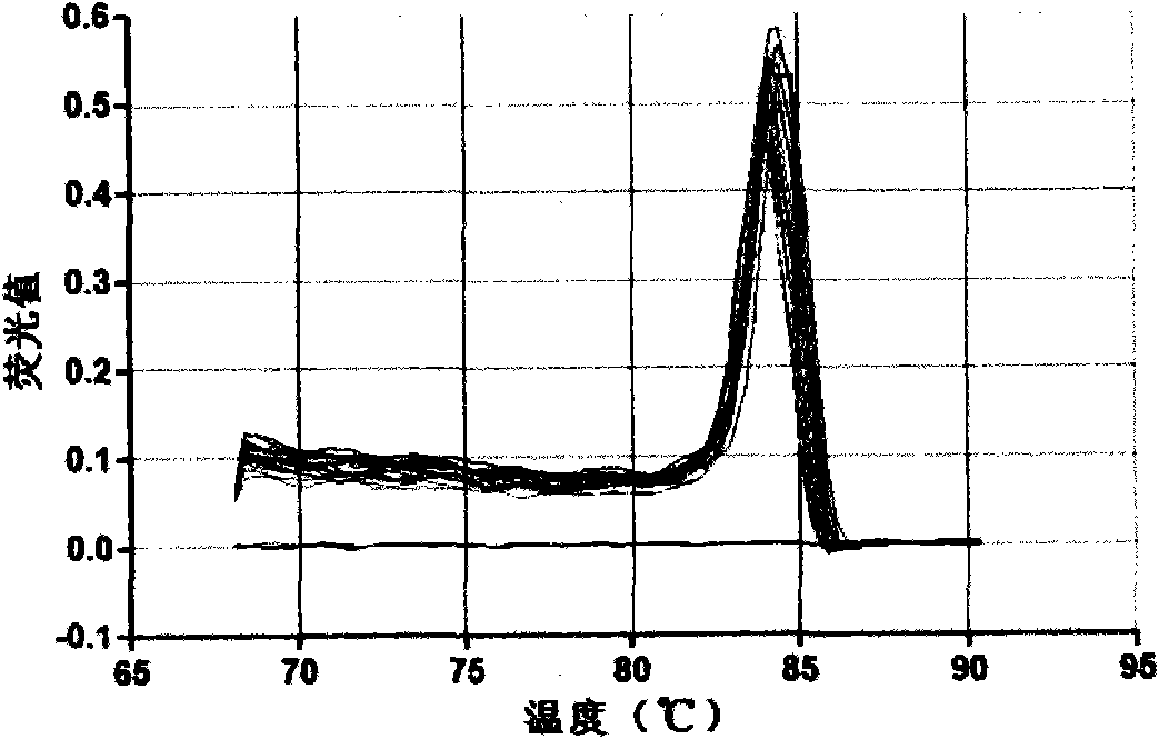 Fluorescent quantitative PCR detecting method of mice fibroblast III type collagen