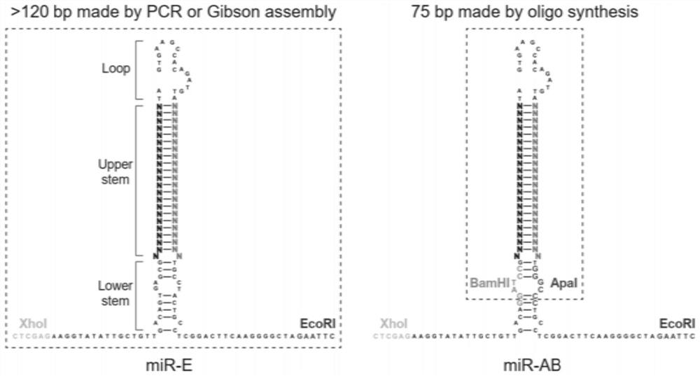 Pri-miRNA improved sequence and vector for expressing same