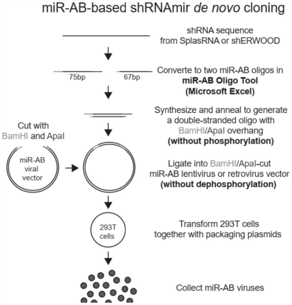 Pri-miRNA improved sequence and vector for expressing same