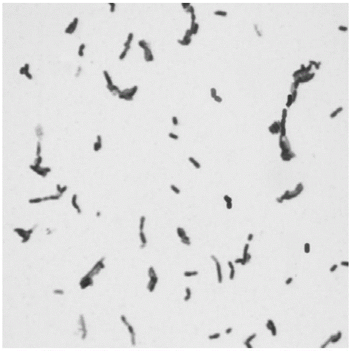 Lactobacillus plantarum Grx16 and application thereof