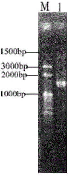 Lactobacillus plantarum Grx16 and application thereof