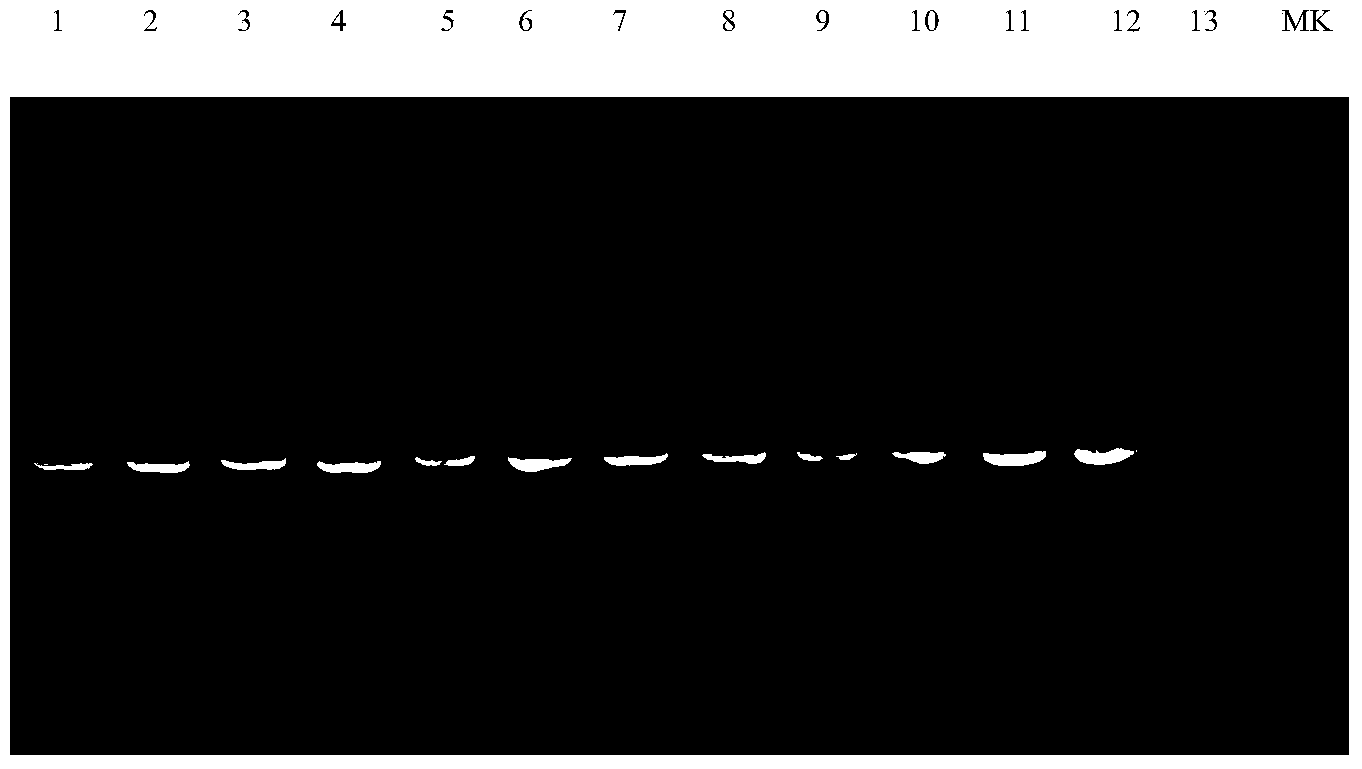 DNA barcode based premier for identifying garter snake, PCR-RFLP method, and kit