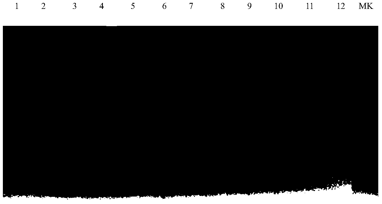 DNA barcode based premier for identifying garter snake, PCR-RFLP method, and kit