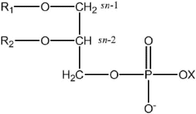 Phospholipid preparations for the improvement of communication skills