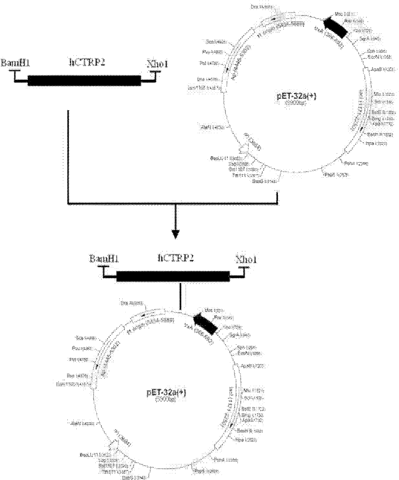 Efficient method for producing Trx-hCTRP2