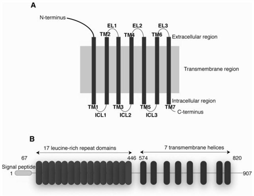 Application of Lgr5 gene in protection of inner ear hair cells and promotion of support cell regeneration