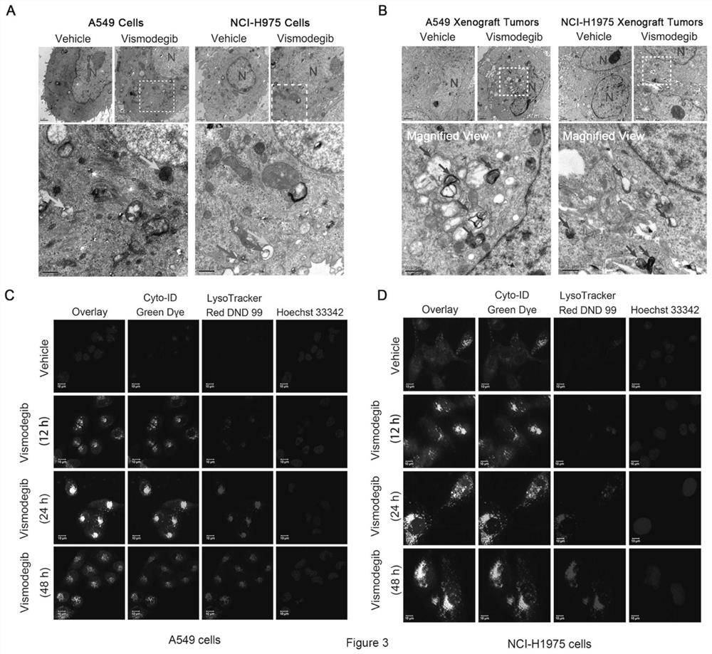 Pharmaceutical composition for treating non-small cell lung cancer