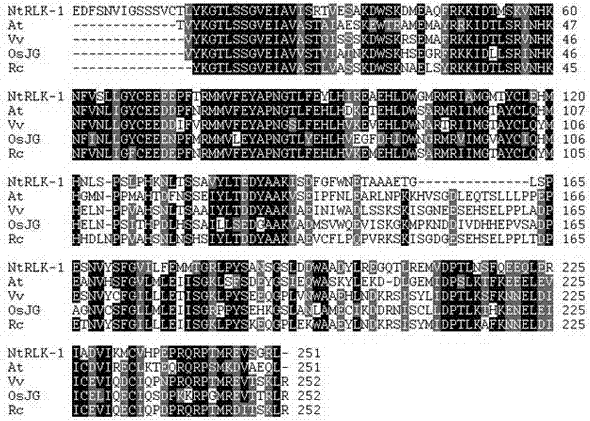 Application of NtRLK2 gene to resistance of tobacco to bacterial wilt