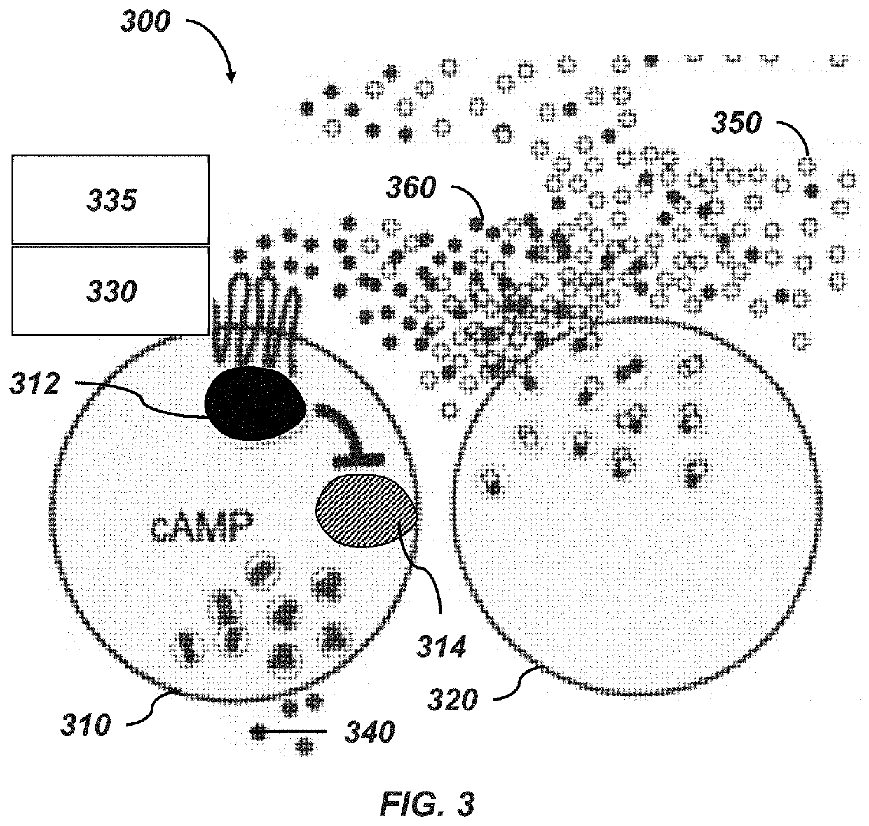 Methods of preventing and treating hypoglycemia in type 1 and type 2 diabetes patients