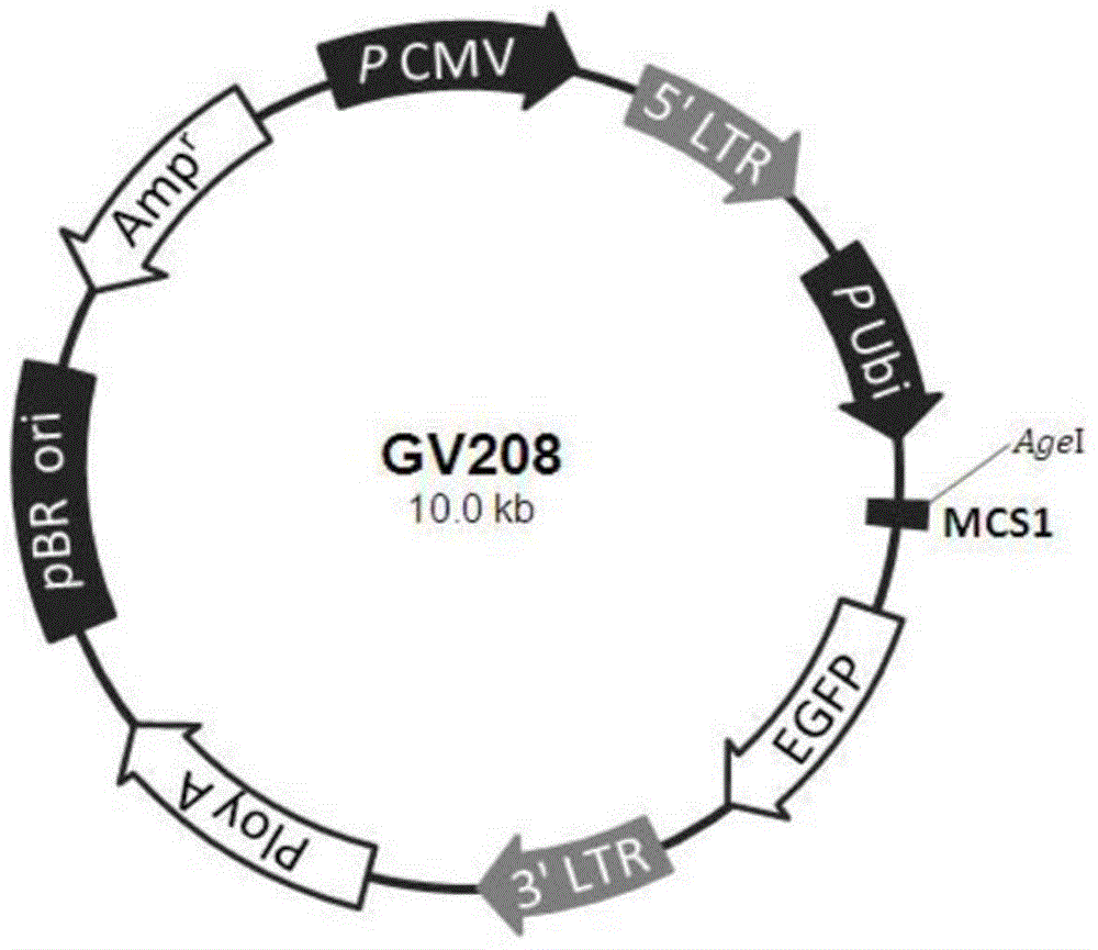 Tumor cell vaccine simultaneously secreting PD-1 neutralizing antibody and GM-CSF factor and preparation method thereof