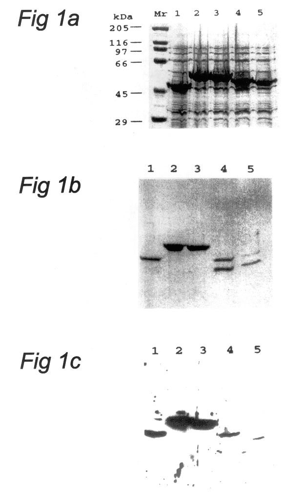 Chimeric gene formed of the DNA sequences that encode the antigenic determinants of four proteins of L. infantum, useful of serologic diagnosis of canine leishmaniosis and protein obtained