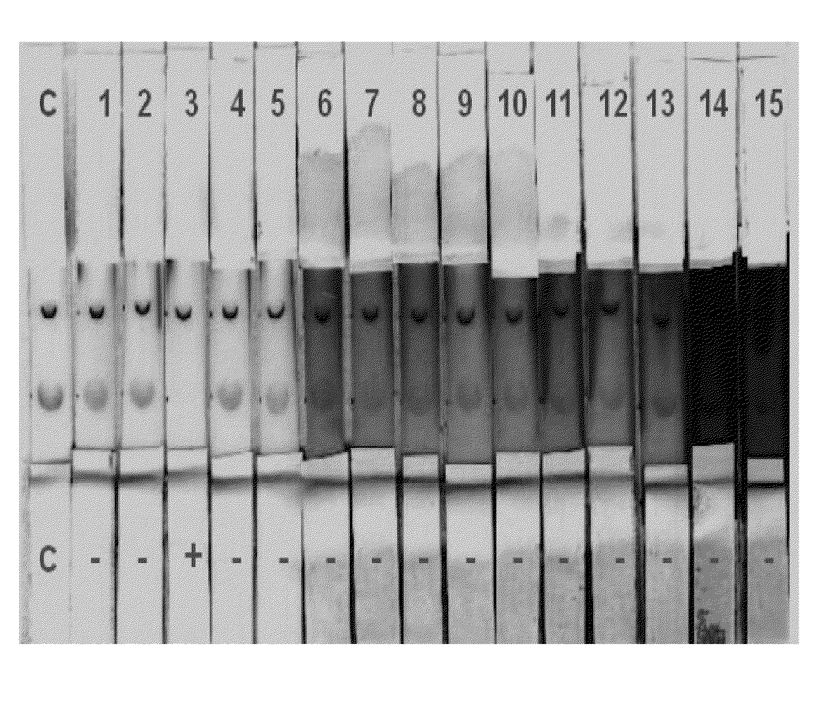 Monoclonal Antibody Specific to Ochratoxin A