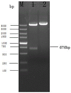 G type enterovirus direct immunofluorescent reagent and kit