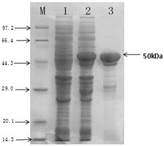 G type enterovirus direct immunofluorescent reagent and kit