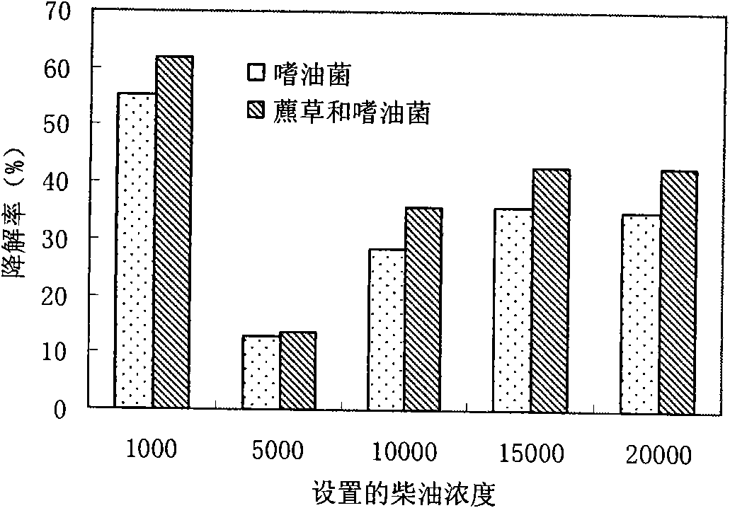 Method for restoring oil polluted wet land by combination of plant and microorganism