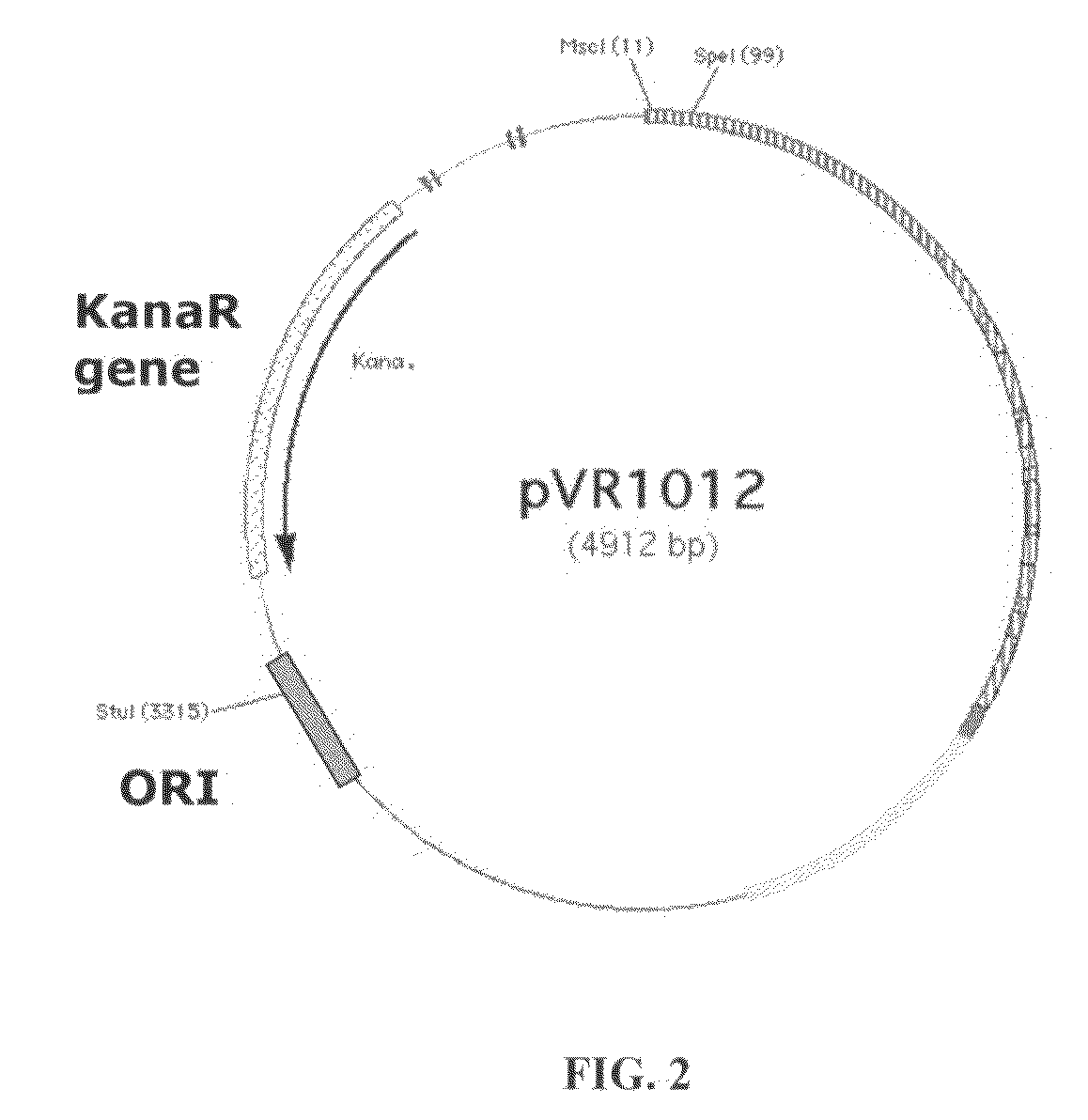 DNA plasmids having improved expression and stability