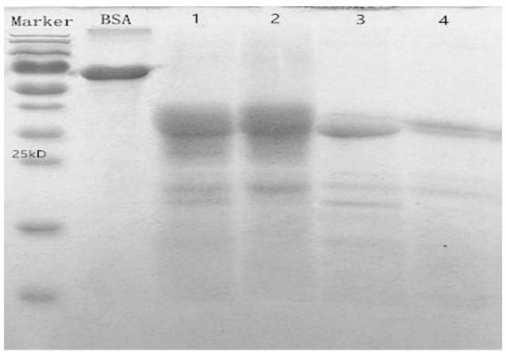 A kind of anti-bovine skeletal muscle troponin I monoclonal antibody and its application