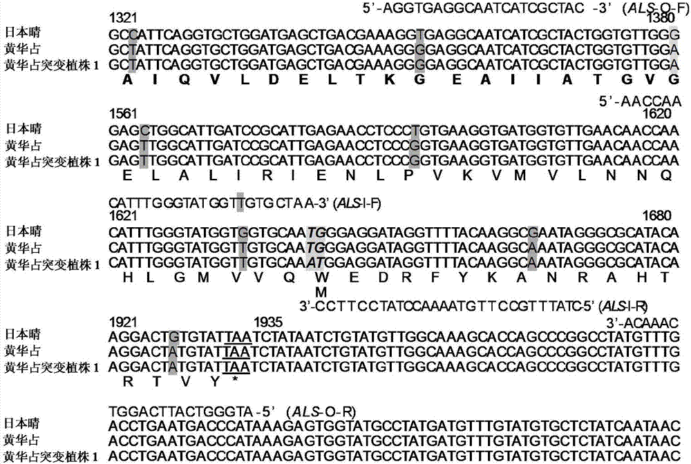 Four-primer molecular marker method for identifying ALS (acetolactate synthase) gene mutation generation of rice