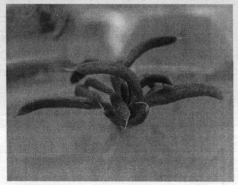 Method for propagating tetraena mongolica