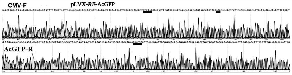 A kind of bacterial rnase E truncated body and application thereof