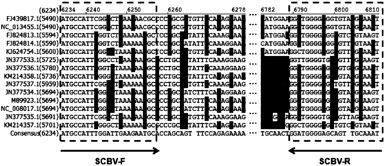 Multiple RT-PCR method for detecting five sugarcane viruses simultaneously as well as primer and kit thereof