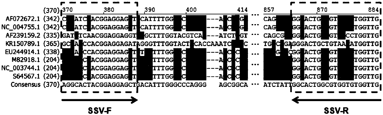 Multiple RT-PCR method for detecting five sugarcane viruses simultaneously as well as primer and kit thereof