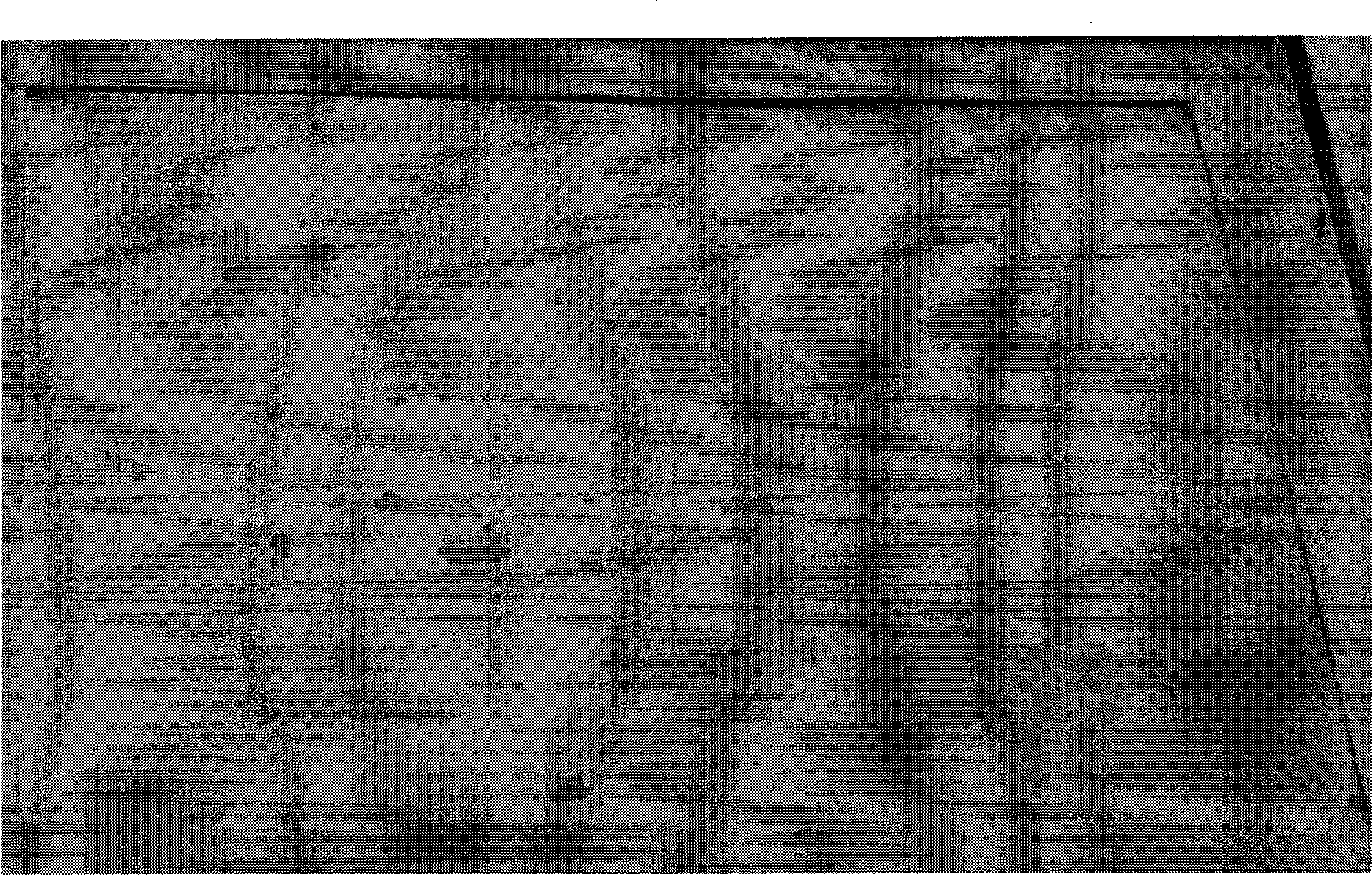 Method for detecting orientation of large-sized crystal grains