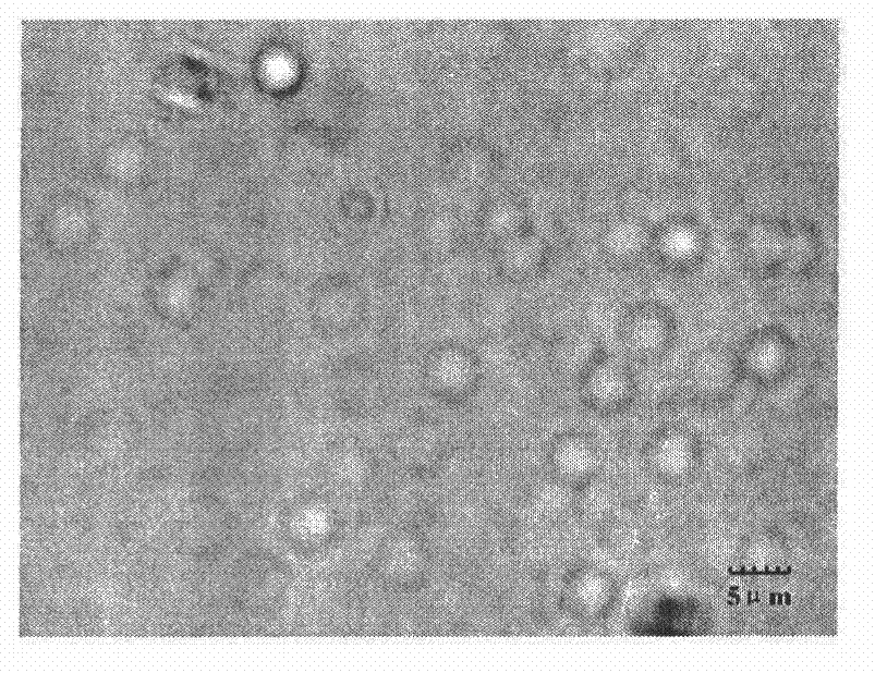 Swine mycoplasmal pneumonia atomized live vaccine and preparation and inspection method thereof