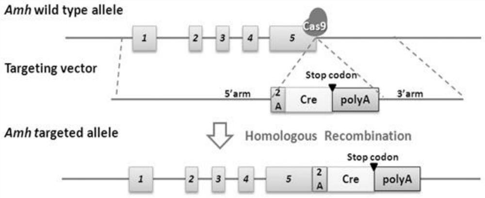 Construction method and application of amh gene site-specific knock-in 2a-cre heterozygous mouse model