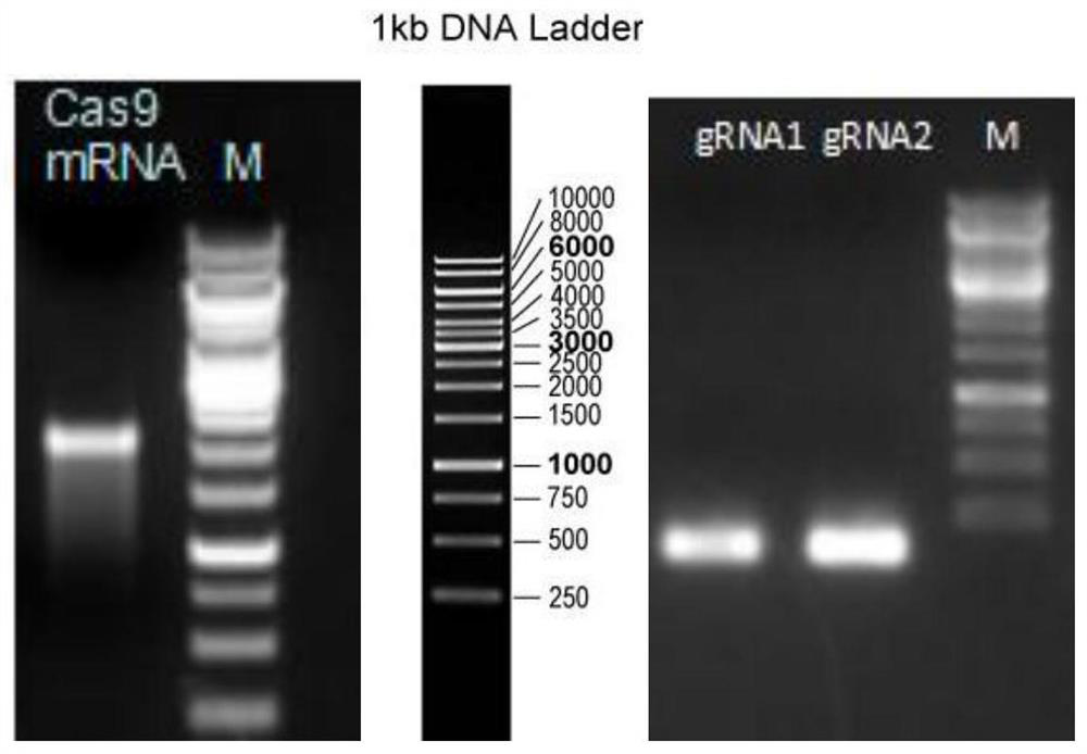 Construction method and application of amh gene site-specific knock-in 2a-cre heterozygous mouse model