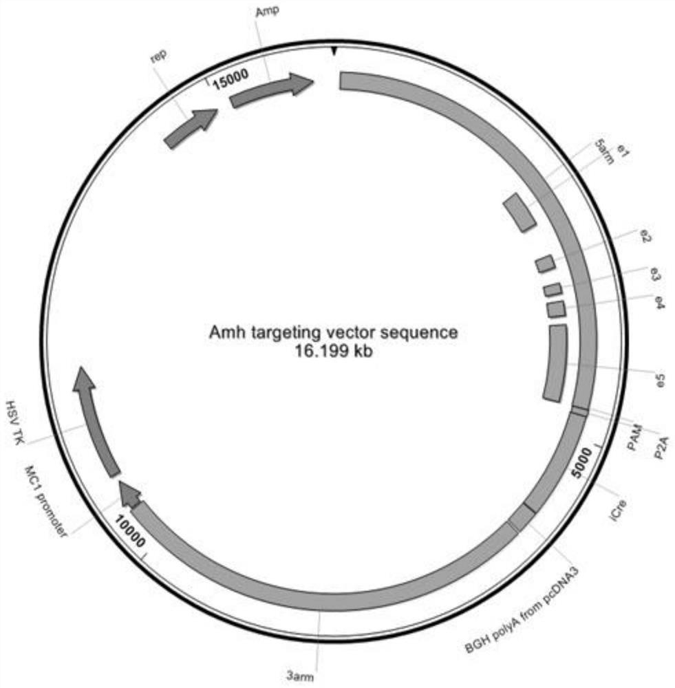 Construction method and application of amh gene site-specific knock-in 2a-cre heterozygous mouse model