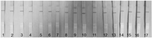 Detection reagent and kit for African swine fever virus and application of detection reagent