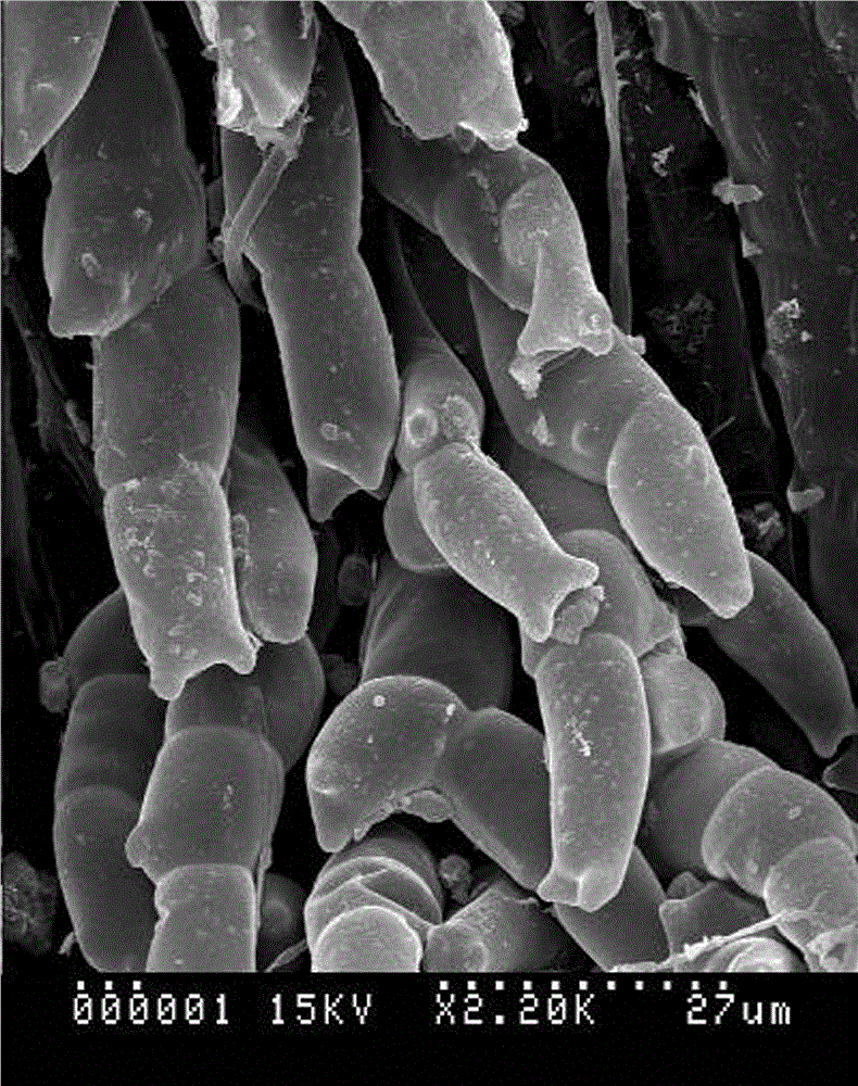 Moss scanning electron microscope observation material and preparation method thereof